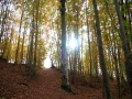Prossima Foto: dentro il bosco d'autunno