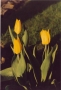 Prossima Foto: tulipani