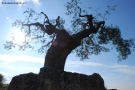 Foto Precedente: natura misteriosa