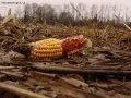 Prossima Foto: DIMENTICATA NEL CAMPO