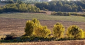 Prossima Foto: luce tra i rami