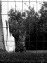 Prossima Foto: Gatto e rete