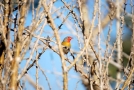 Prossima Foto: namibian bird