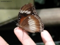 Prossima Foto: farfalla che deposita le uova sul dito, rarissimo