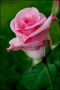 Foto Precedente: Una Rosa per tutte le Donne a ...