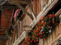 Prossima Foto: fiori ....