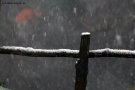Foto Precedente: nevicata