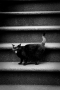 Prossima Foto: Cat