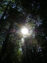 Foto Precedente: Sole tra gli alberi