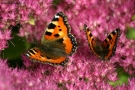 Prossima Foto: farfalle