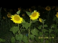 Foto Precedente: girasoli notturni