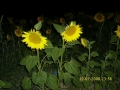 Prossima Foto: girasoli notturni