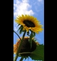 Foto Precedente: Il girasole