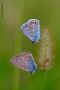 Prossima Foto: clone....