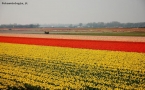 Foto Precedente: flowering tulips