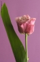 Prossima Foto: Rosa su rosa