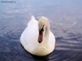 Foto Precedente: Cigno