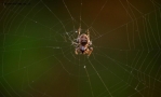 Prossima Foto: web of spider.....