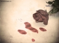 Foto Precedente: Red Rose