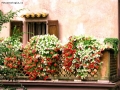 Prossima Foto: Balcone fiorito