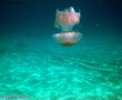 Foto Precedente: grande medusa