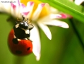 Prossima Foto: la coccinella e il fiore...