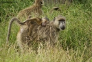 Prossima Foto: la mamma  sempre la mamma