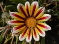 Prossima Foto: fiori da spiaggia