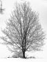 Prossima Foto: l'albero e la neve