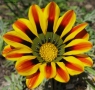 Fiore di primavera