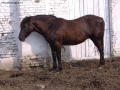 Prossima Foto: Cavallino nel Lodigiano