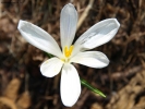 Foto Precedente: Fiore primaverile