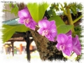 Foto Precedente: Orchidee