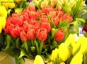 Prossima Foto: tulipani al pike place market 