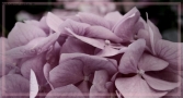 Foto Precedente: ortensie 2