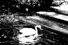 Prossima Foto: metamorfosi di un cigno 1