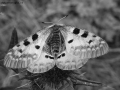 Foto Precedente: farfalla in grigio