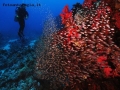 Prossima Foto: La casa dei glasfish