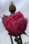 Foto Precedente: rosa dopo temporale....