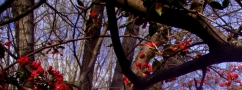 Prossima Foto: Bosco in fiore