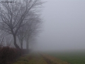 Foto Precedente: NEBBIA SULLA CAMPAGNA