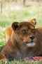 Prossima Foto: Safari park Pombia 03