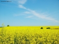 Prossima Foto: giallo
