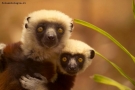 Foto Precedente: lemuri