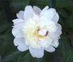 Foto Precedente: Peonia...con formica