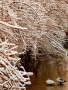 Prossima Foto: in riva al fiume d'inverno