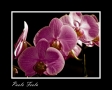 Prossima Foto: Orchidea