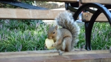 Prossima Foto: scoiattolo a ny