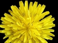 Foto Precedente: giallo tarassaco