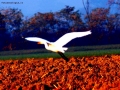 Prossima Foto: u1